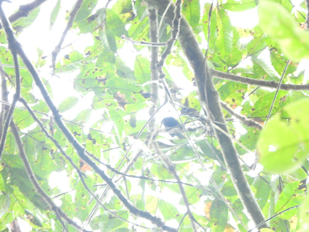 Рыжеголовая танагра - ML646406838