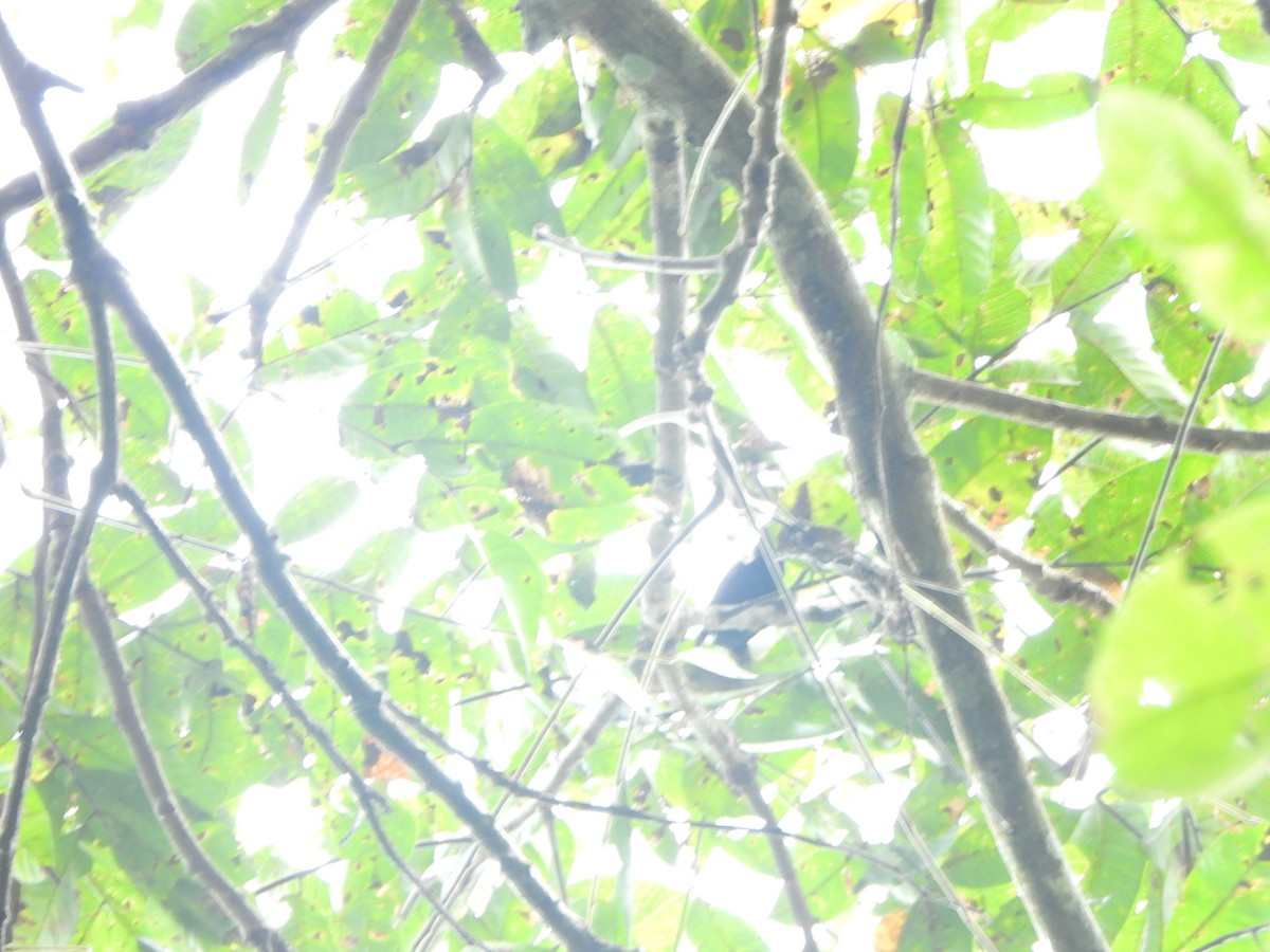 Рыжеголовая танагра - ML646406839