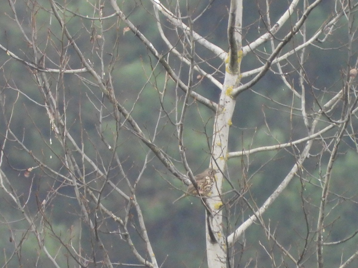 drozd brávník - ML646406840