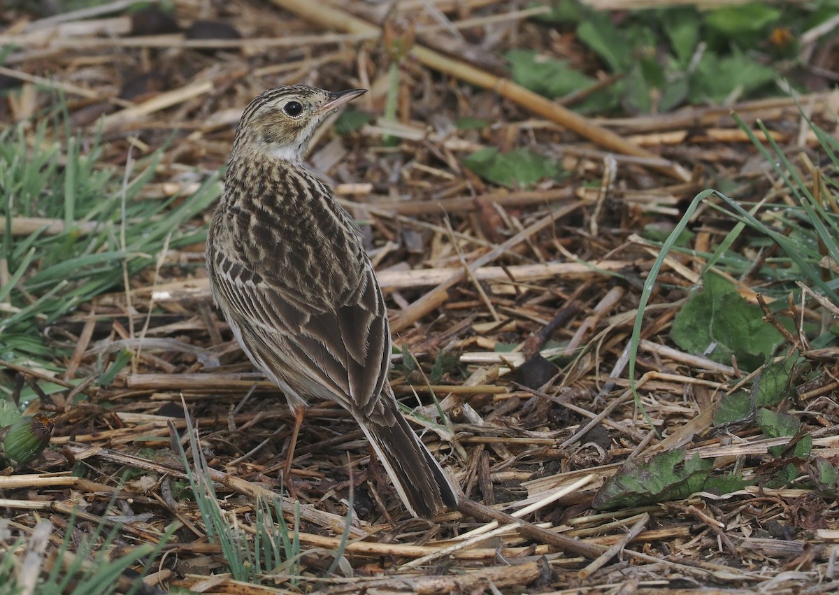 Puna Pipit - ML646406841