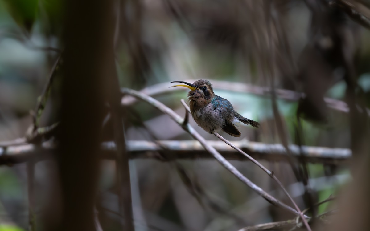 Карликовый колибри-отшельник - ML646406842