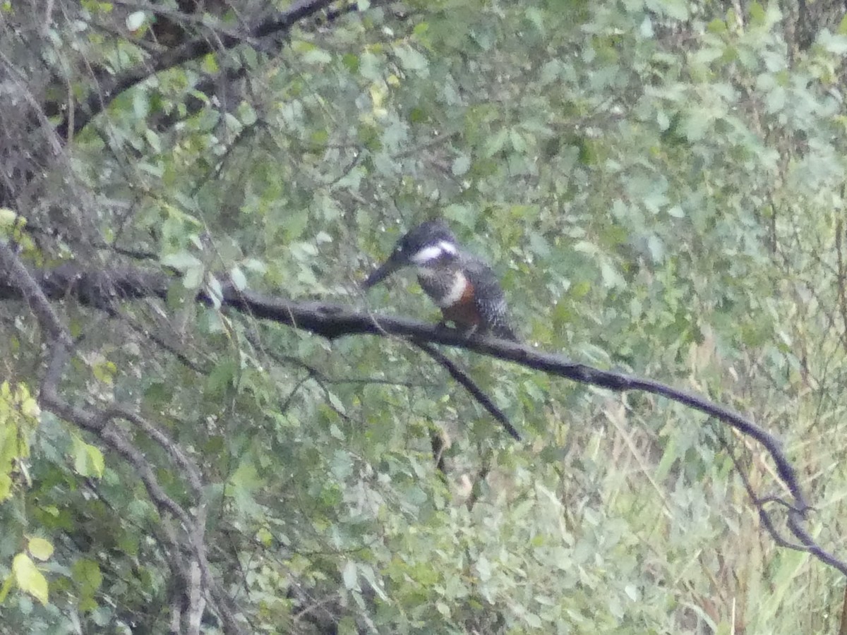 Гигантский зимородок - ML646406843