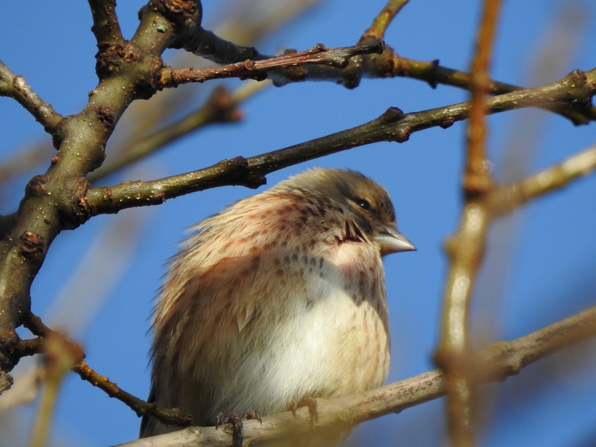 Коноплянка - ML646406845