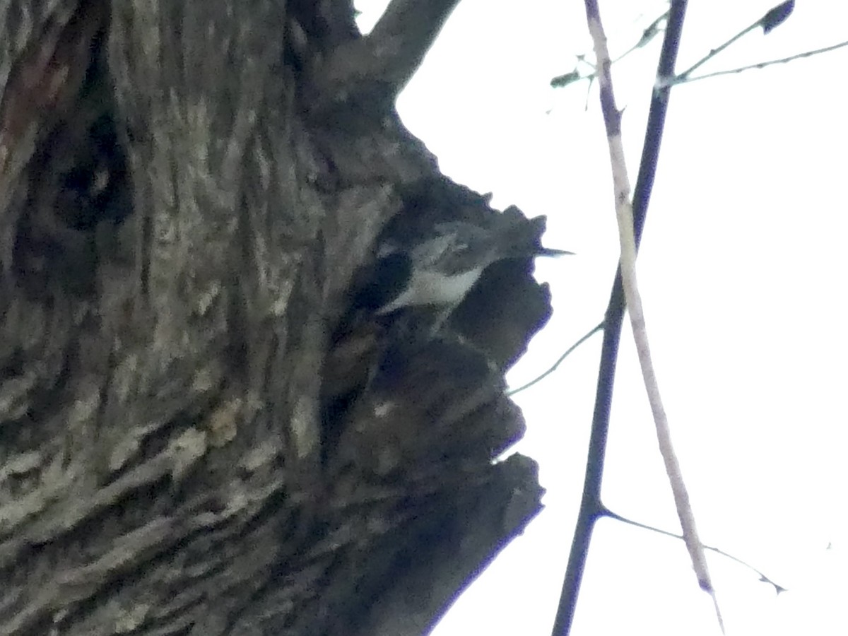 Черноспинная пухоспинка - ML646406846