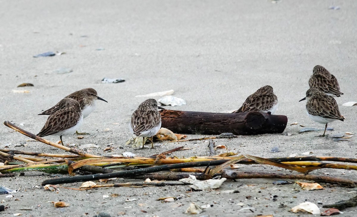 Песочник-крошка - ML646406847