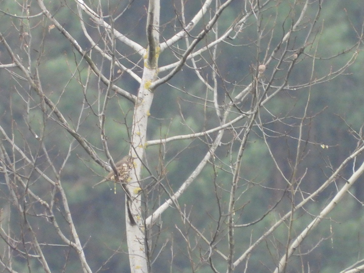 drozd brávník - ML646406848