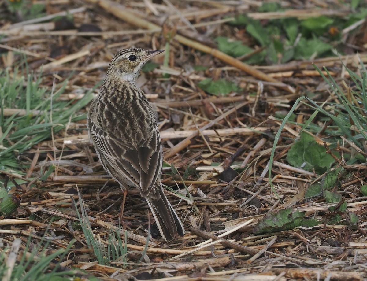 Puna Pipit - ML646406849