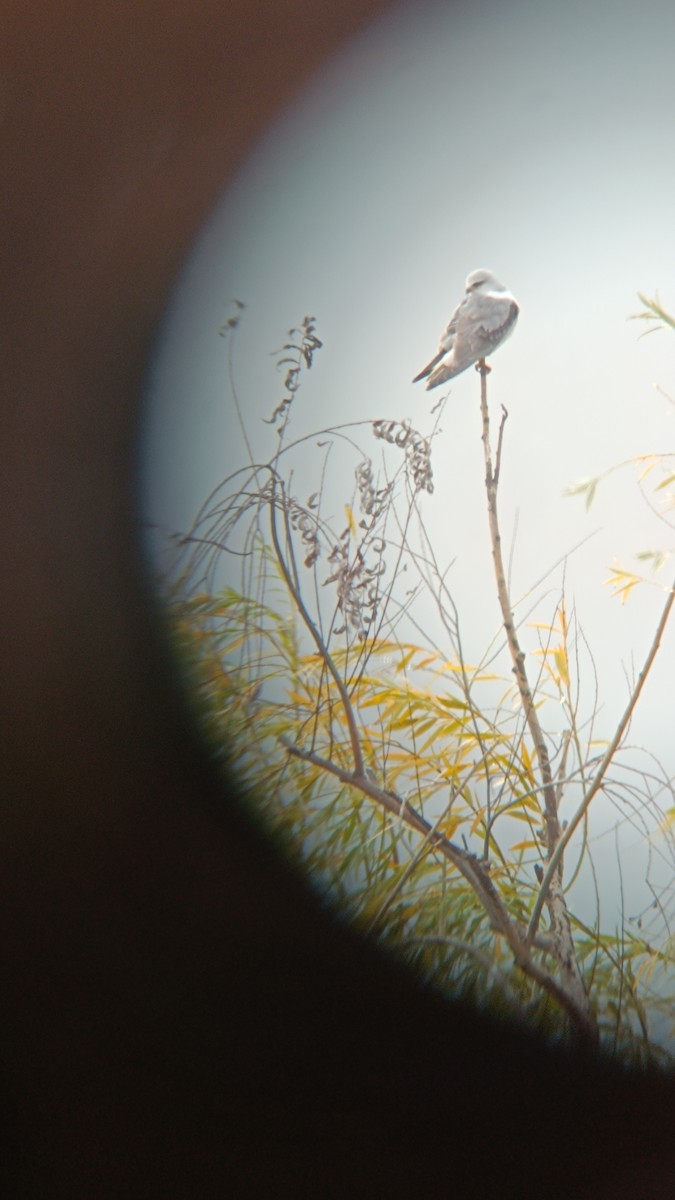 Дымчатый коршун - ML646406850