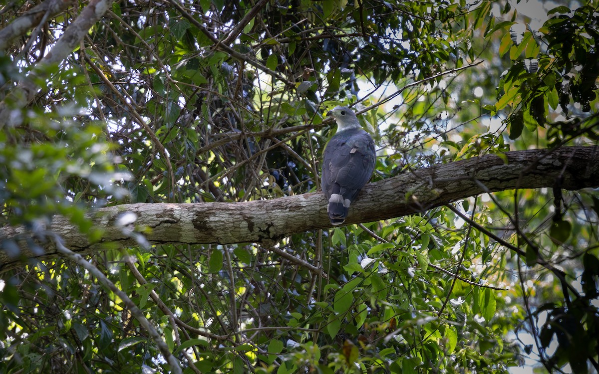 Gray-headed Kite - ML646406851