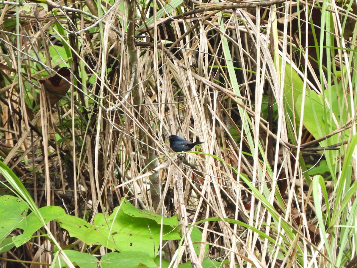 Blue-black Grassquit - ML646406852