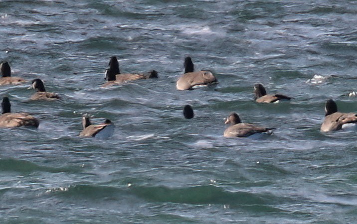 Greater White-fronted Goose - ML646406854