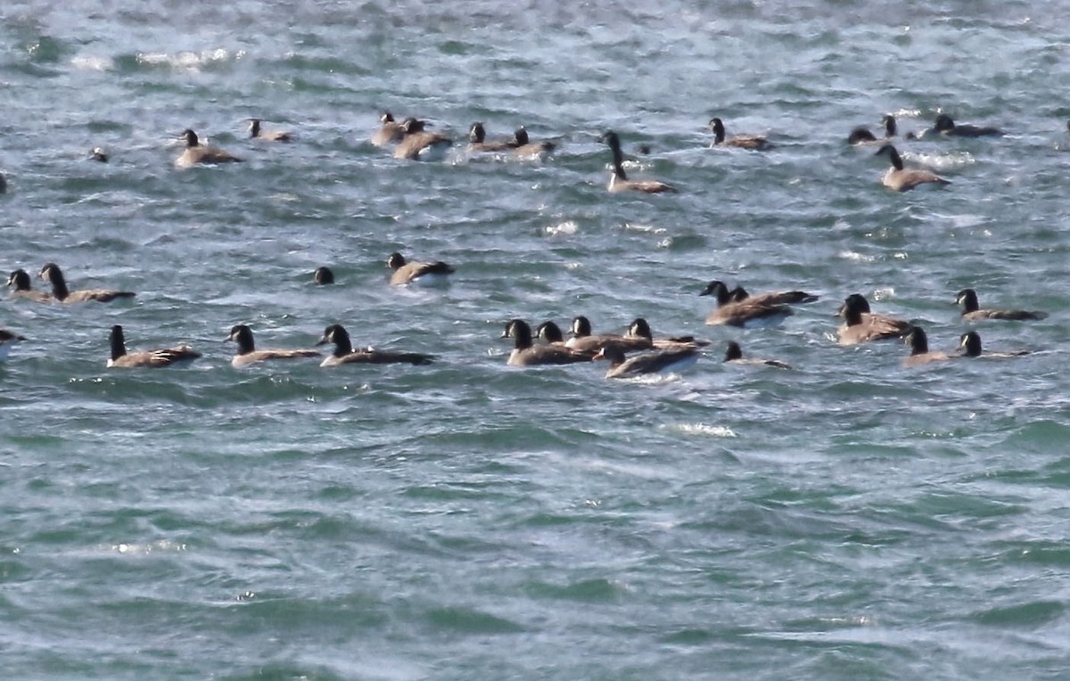 Greater White-fronted Goose - ML646406855