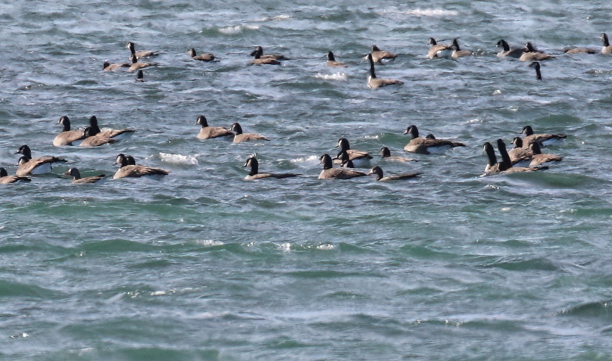 Greater White-fronted Goose - ML646406856