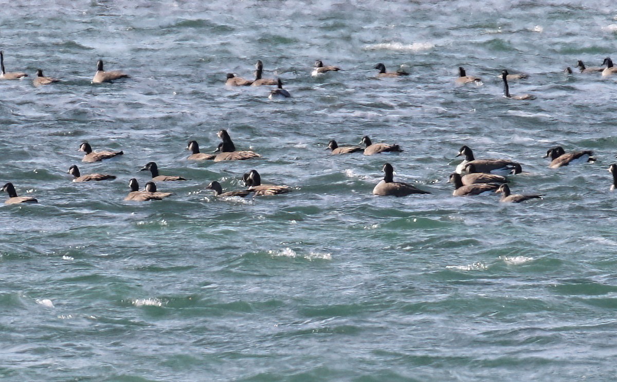 Greater White-fronted Goose - ML646406857