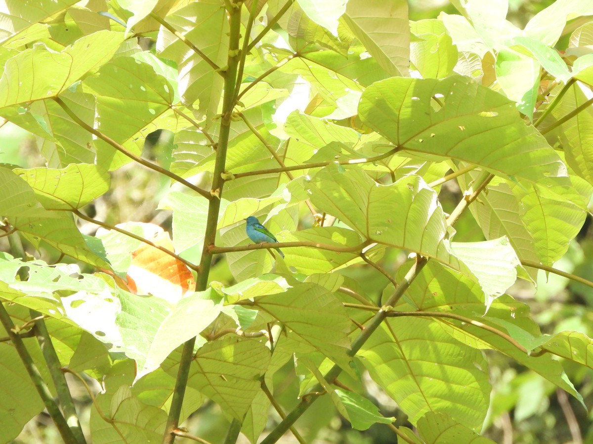 Blue Dacnis - ML646406858