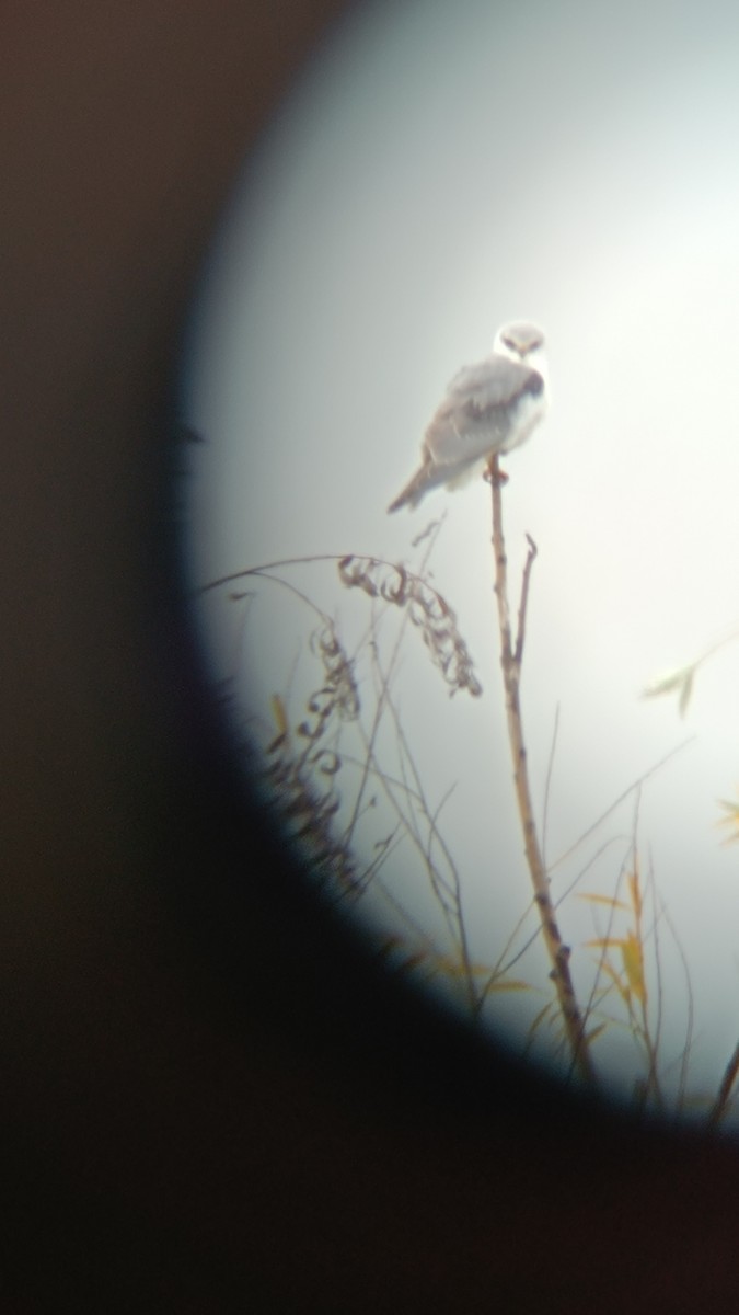 Black-winged Kite - ML646406860