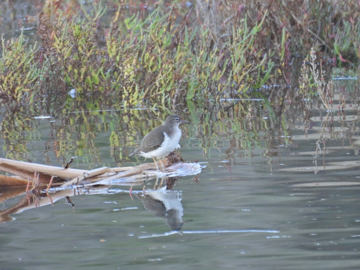 Spotted Sandpiper - ML646406861