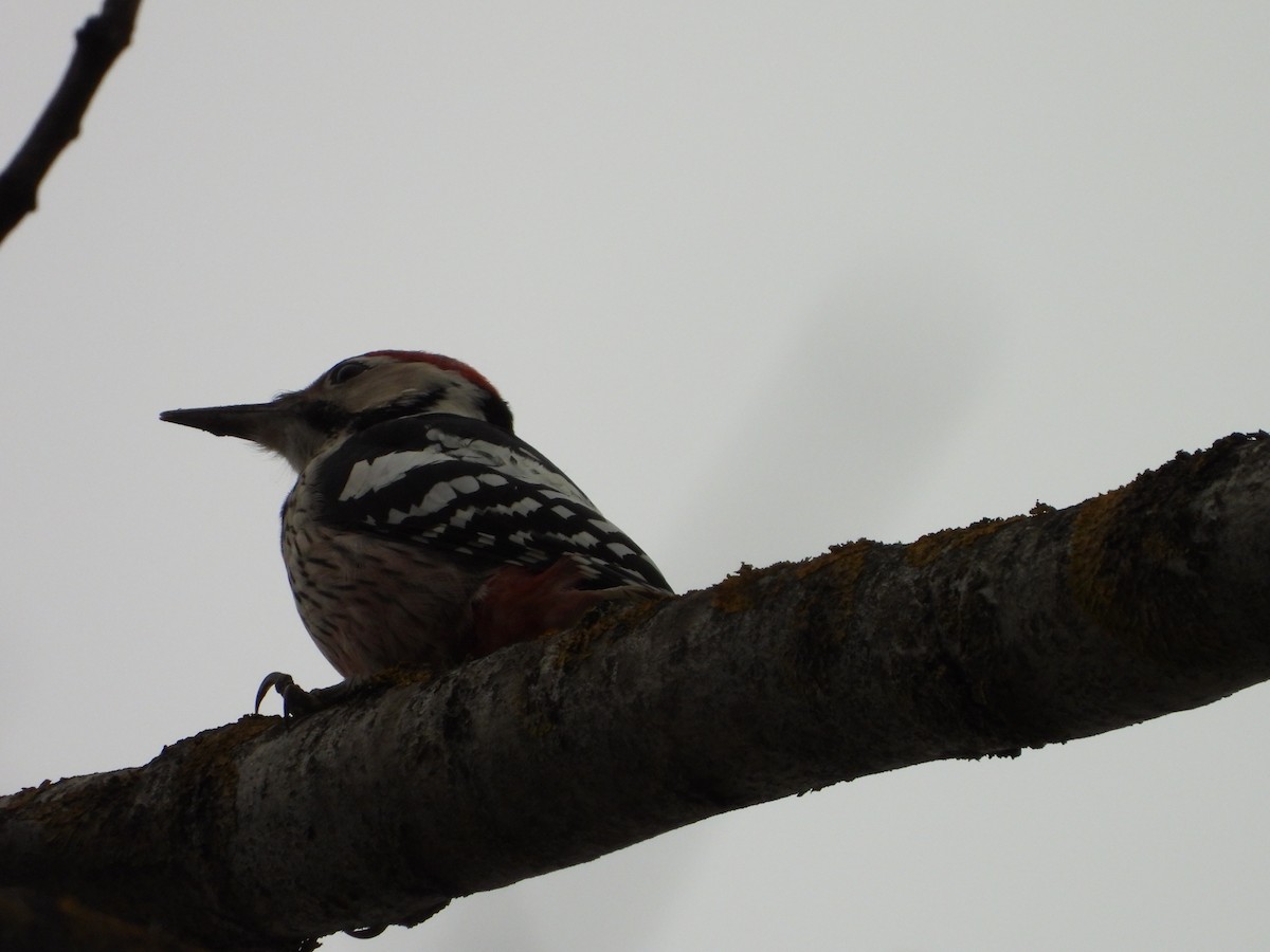 White-backed Woodpecker - ML646406863