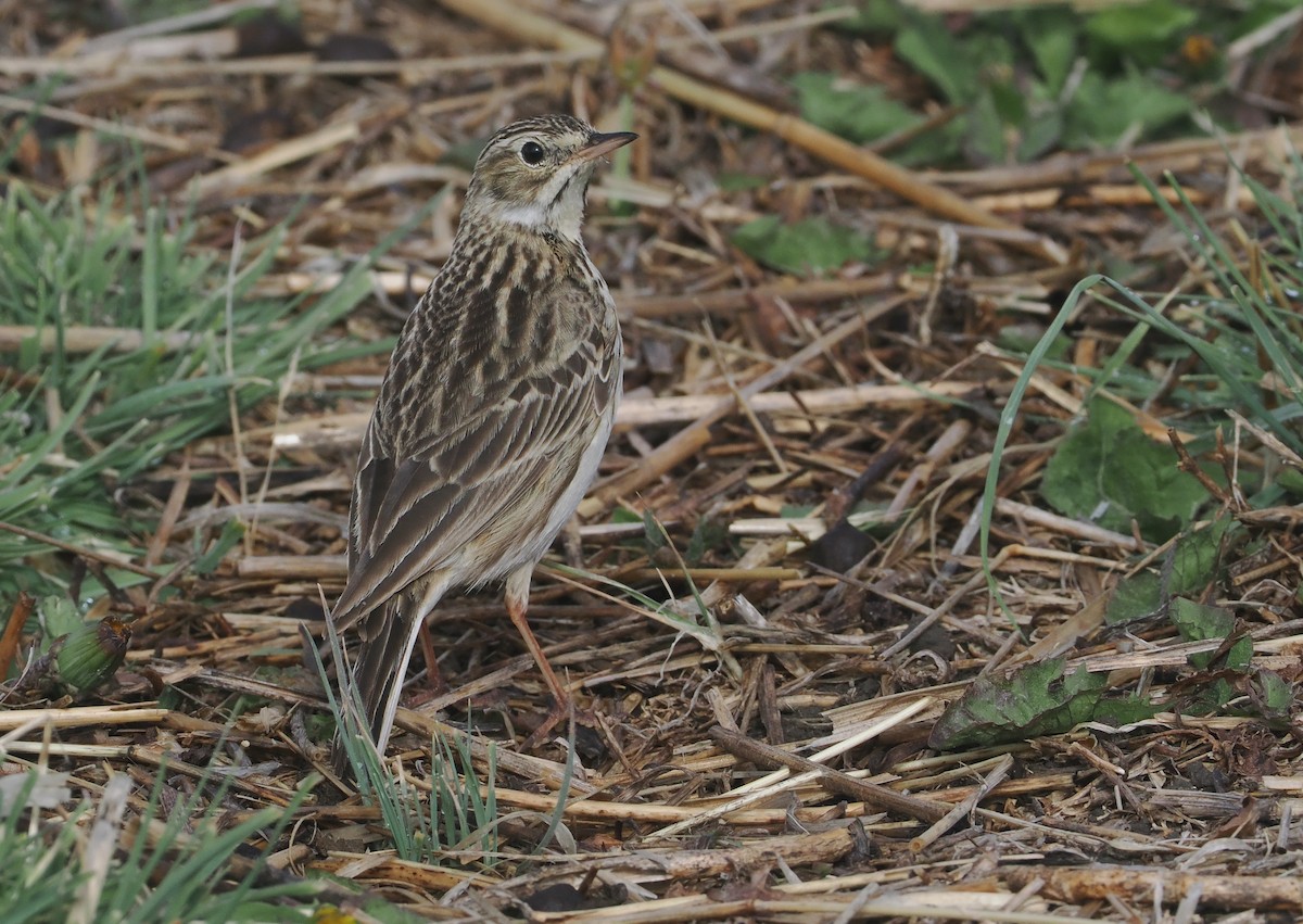 Puna Pipit - ML646406865