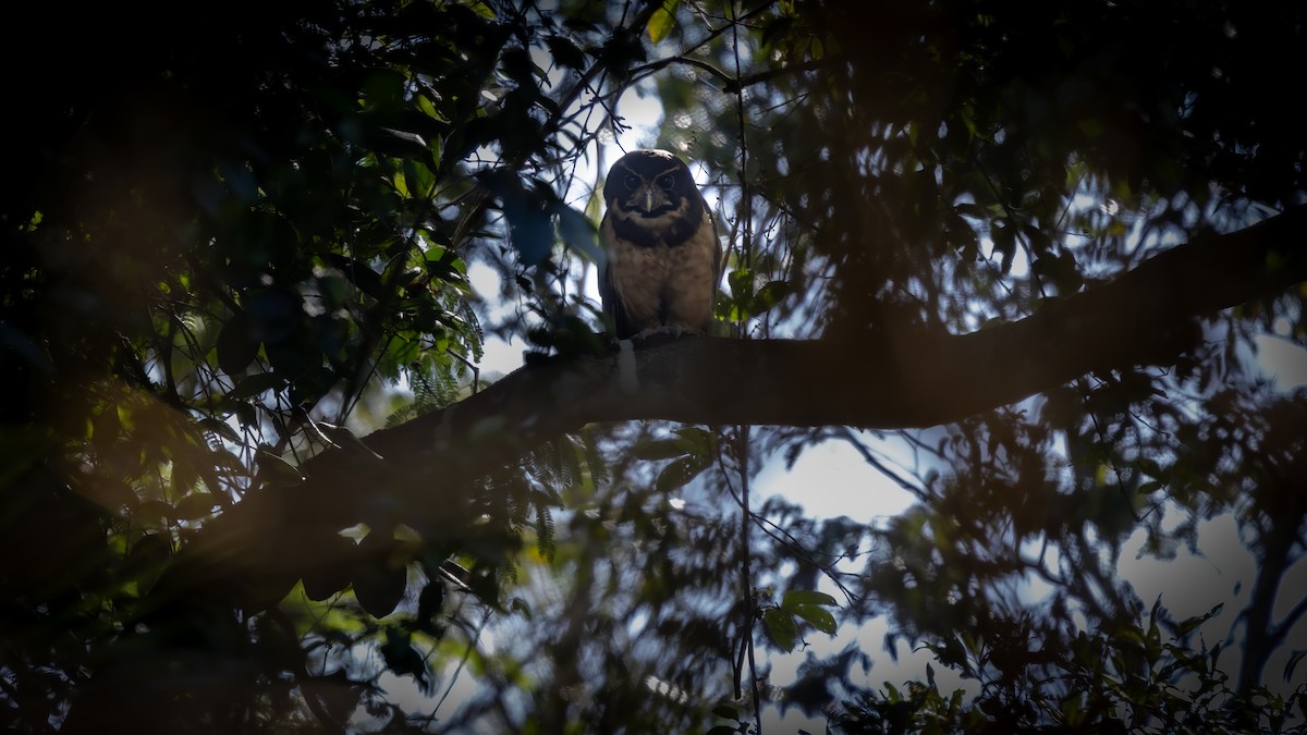 Tawny-browed Owl - ML646406866