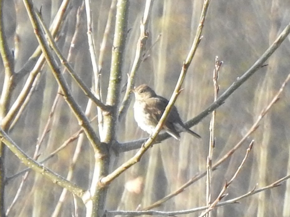 Song Thrush - ML646406867