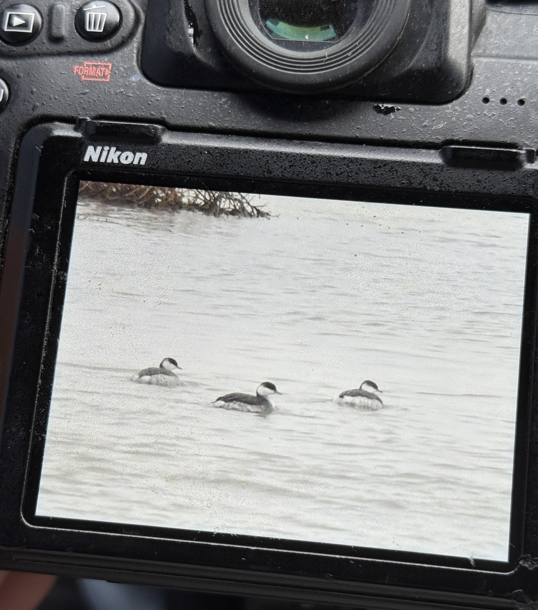 角鸊鷉 - ML646406868