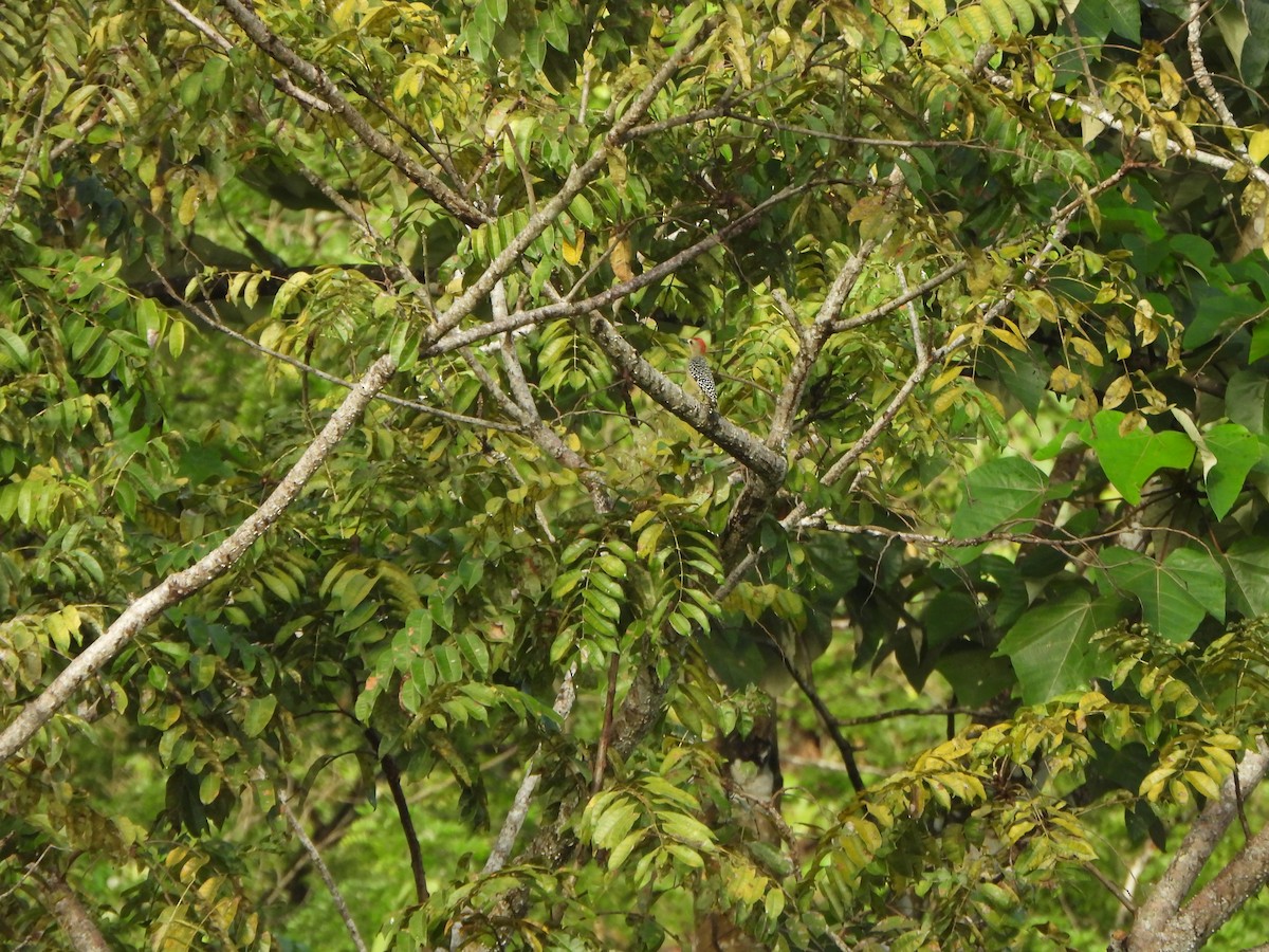 Red-crowned Woodpecker - ML646406869