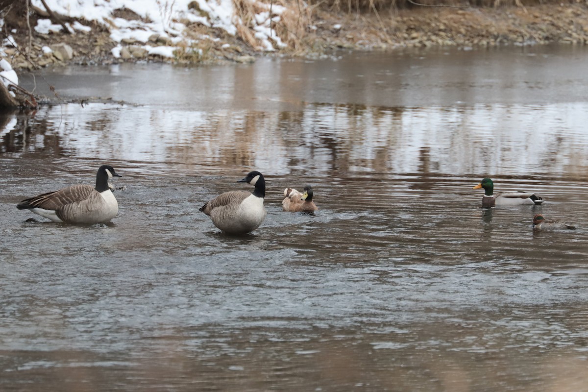 Canada Goose - ML646406870