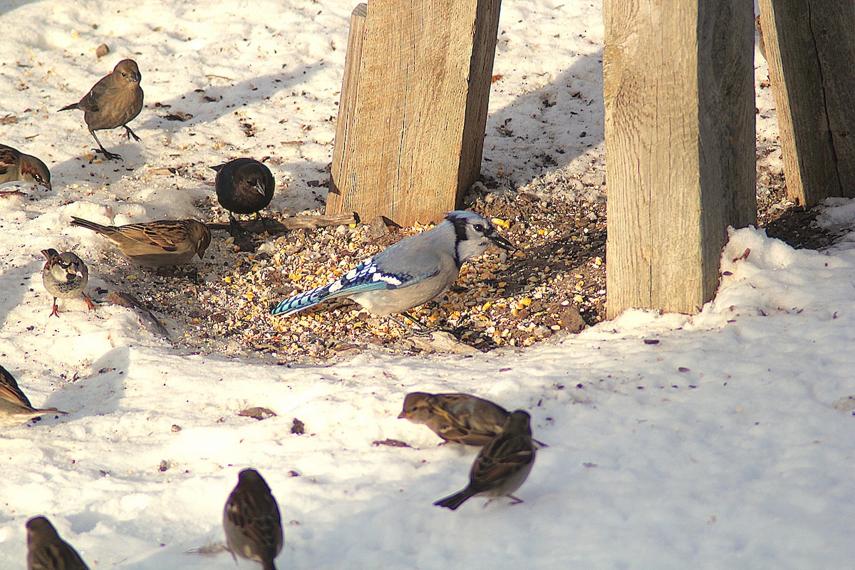 Blue Jay - ML646406872