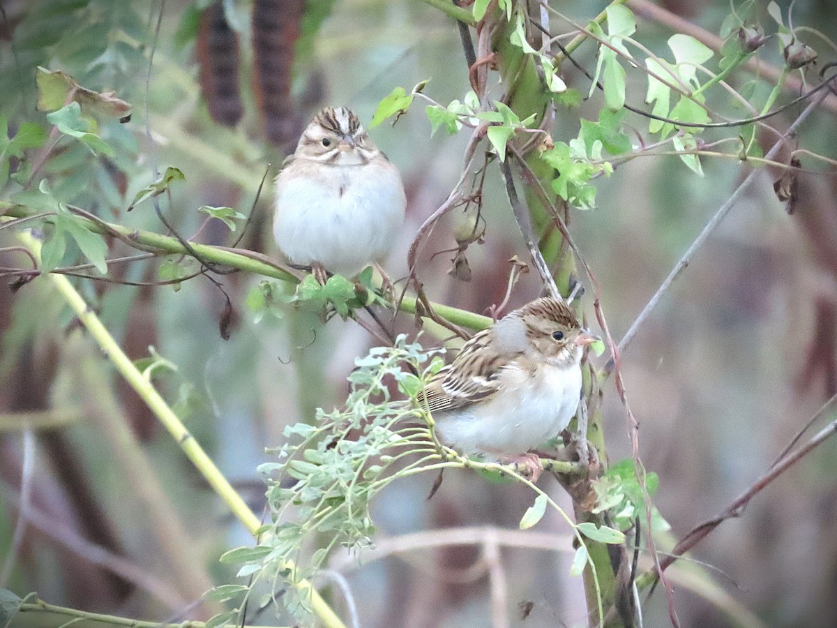 Clay-colored Sparrow - ML646406874