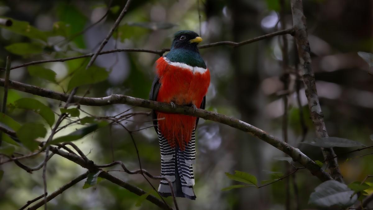 Collared Trogon - ML646406878