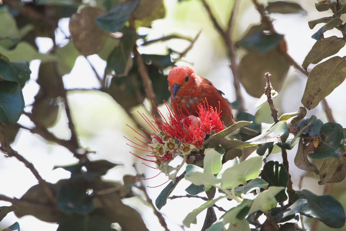 Picchion cramoisi - ML646406879