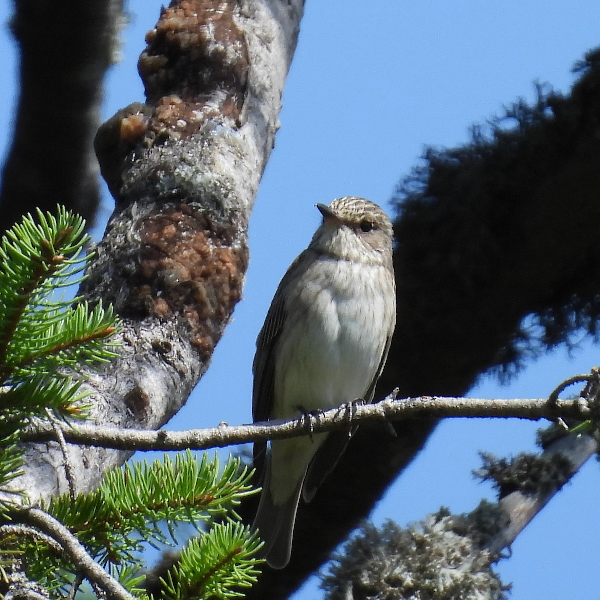 Spotted Flycatcher - ML646406880