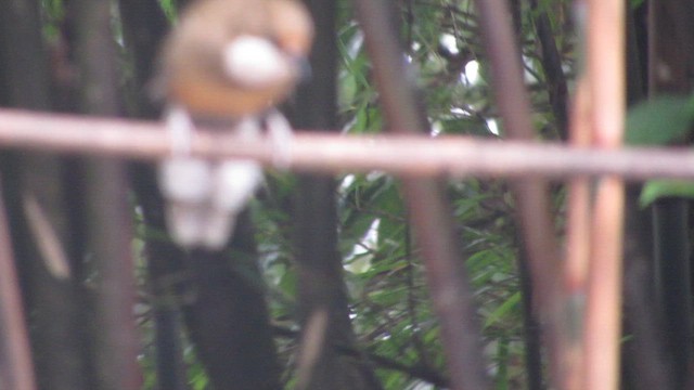 White-throated Laughingthrush - ML646406883
