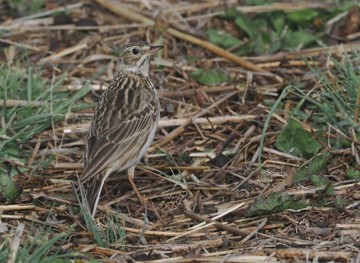 Puna Pipit - ML646406886