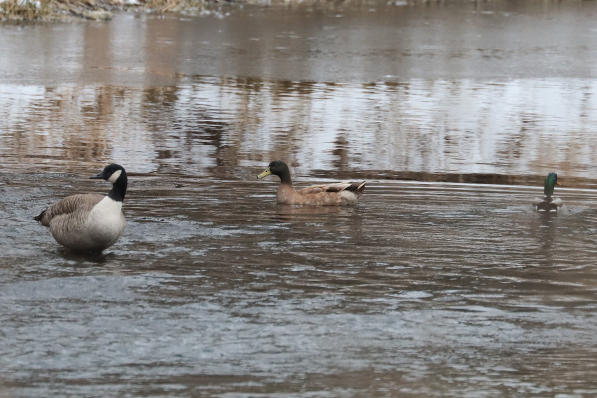 Mallard - ML646406887