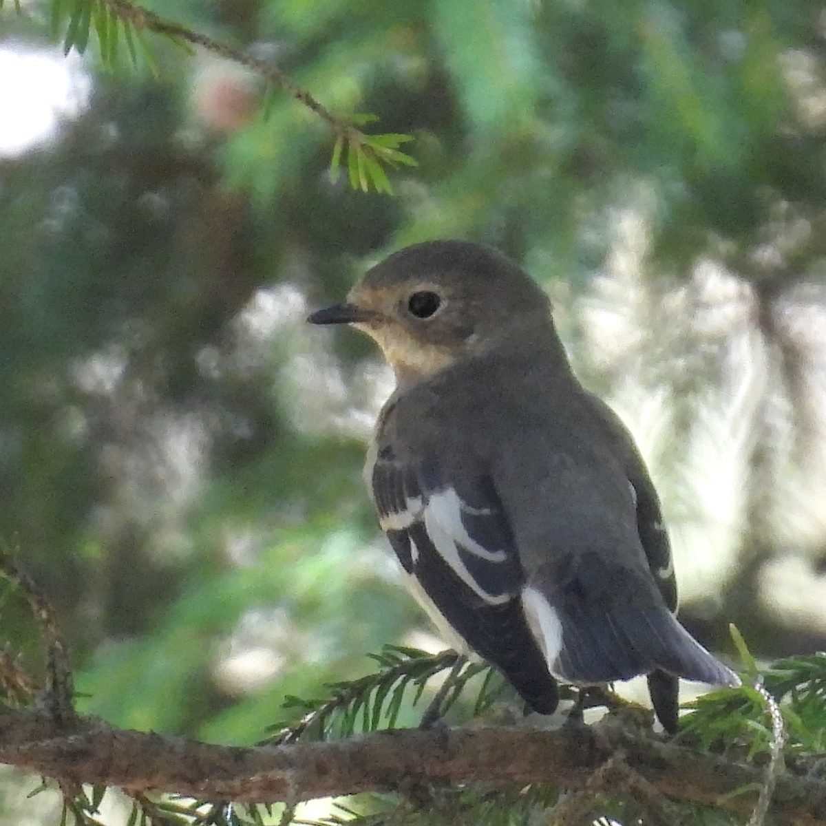 Euli-txori lepazuria - ML646406890