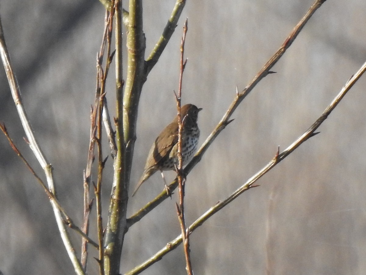 Song Thrush - ML646406891