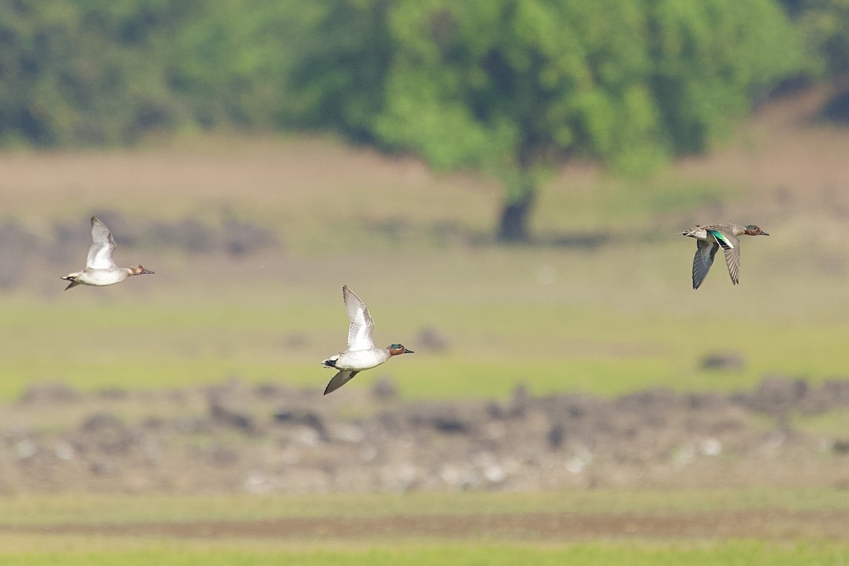 小水鴨 - ML646406892