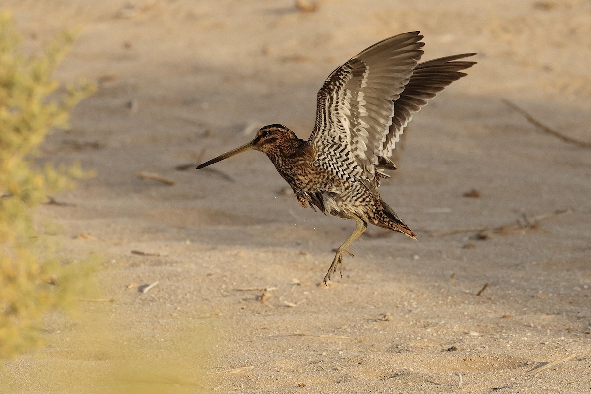 Common Snipe - ML646406895