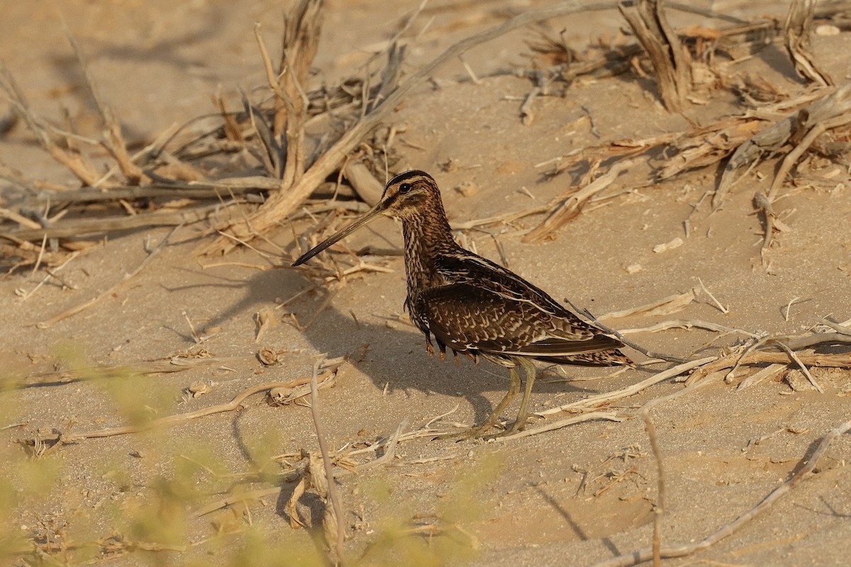 Common Snipe - ML646406896