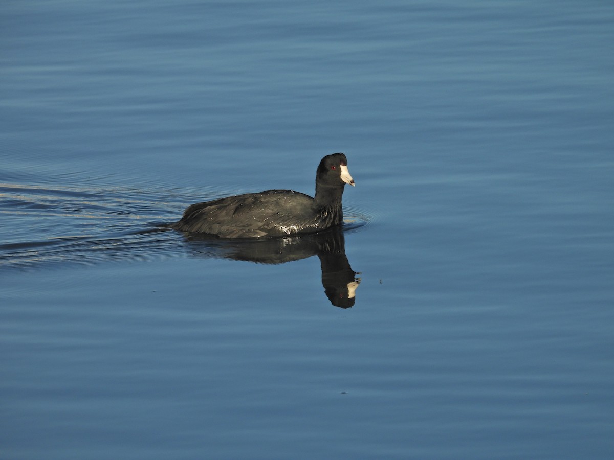 American Coot - ML646406898