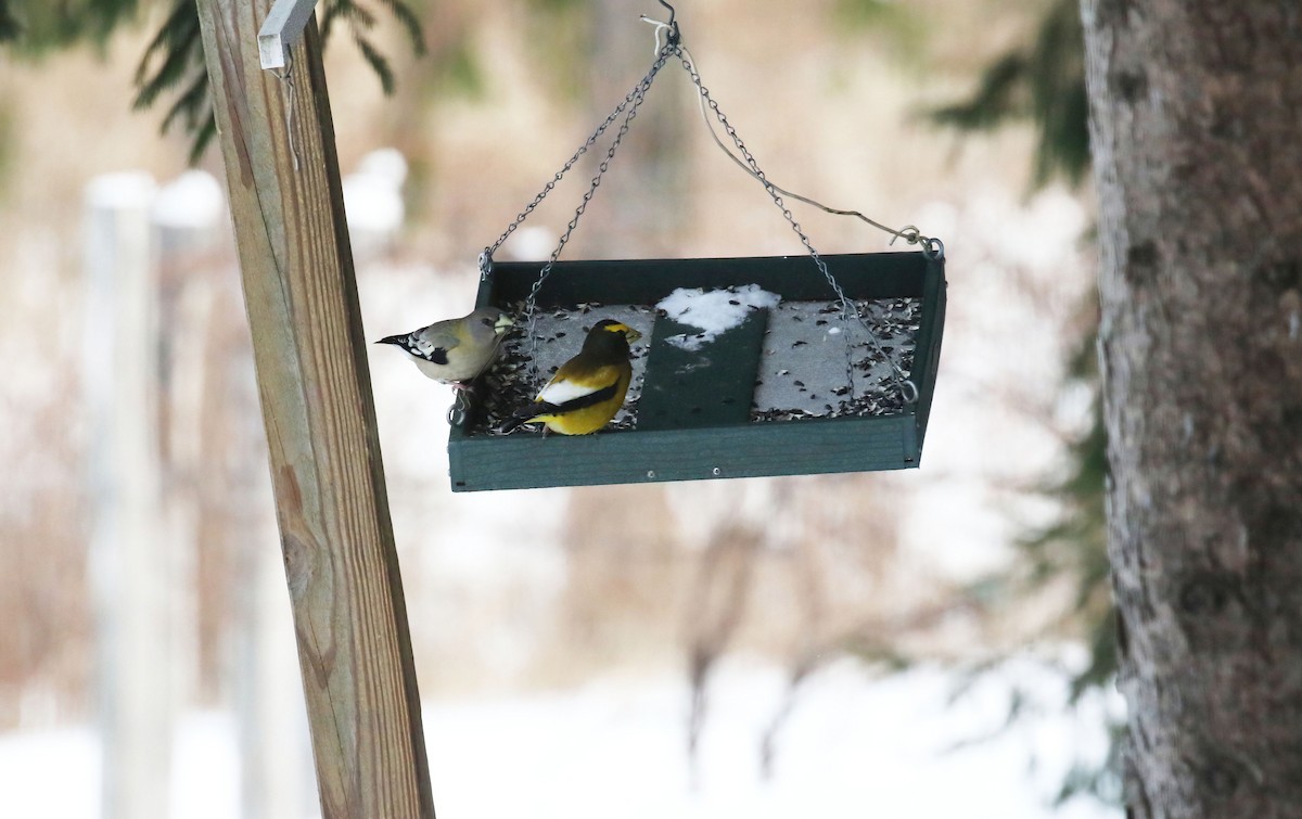 Evening Grosbeak - ML646406899