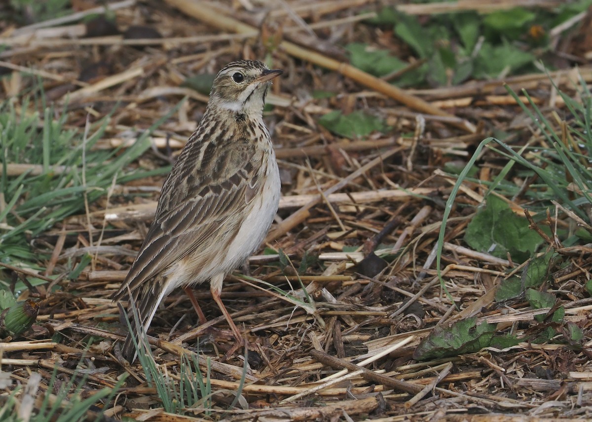 Puna Pipit - ML646406901