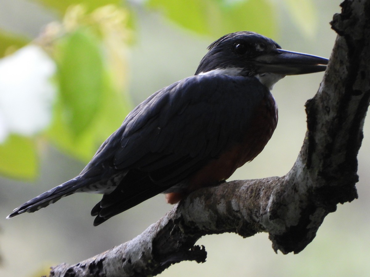 Ringed Kingfisher - ML646406903