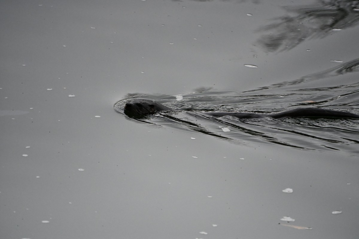 North American River Otter - ML646406905