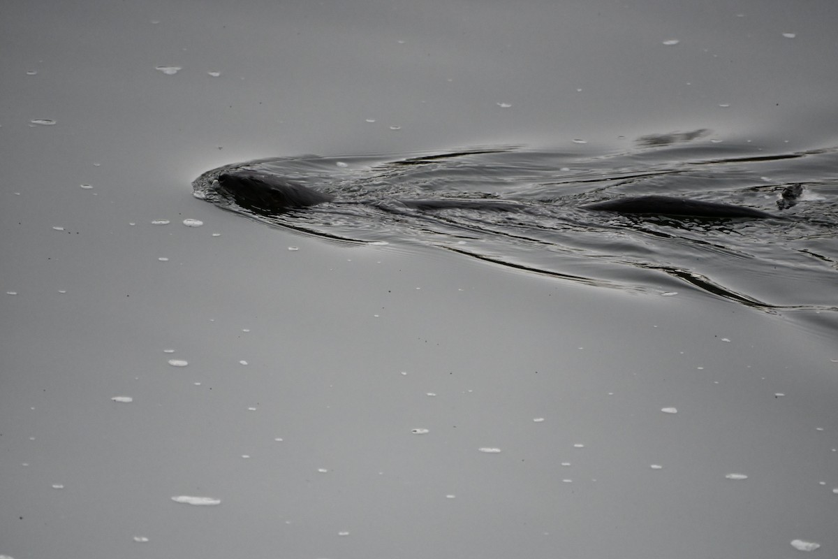 North American River Otter - ML646406906