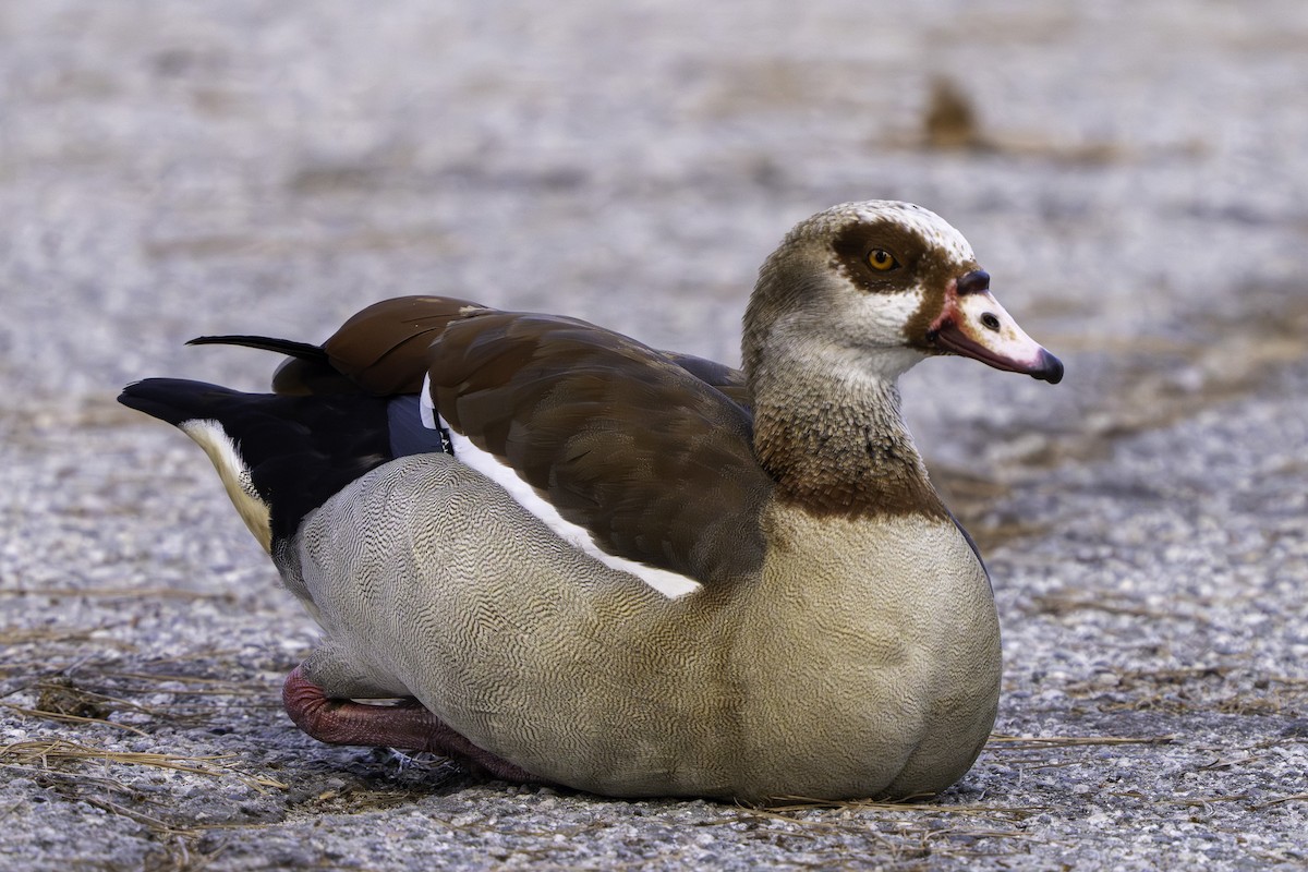 Egyptian Goose - ML646406909