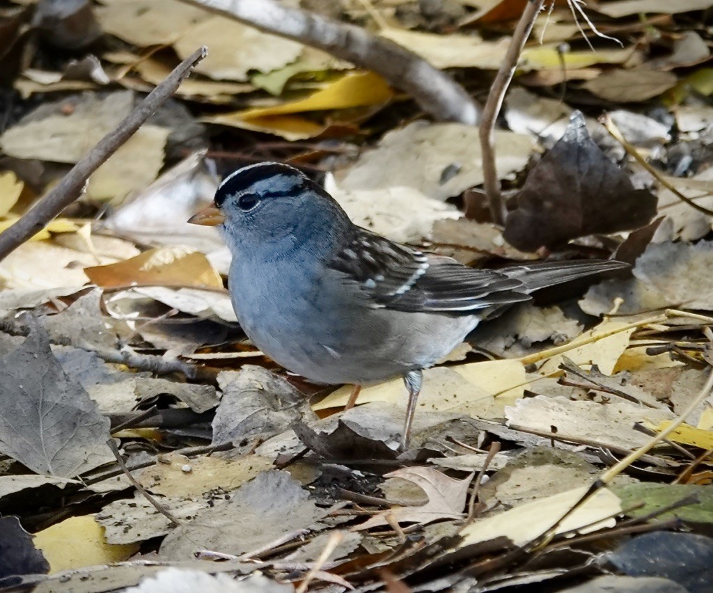 White-crowned Sparrow (Gambel's) - ML646406912