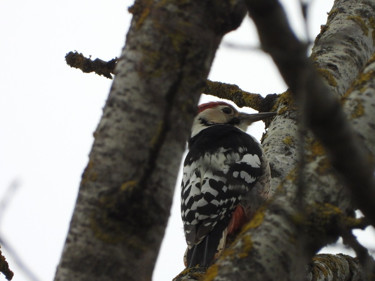 White-backed Woodpecker - ML646406915